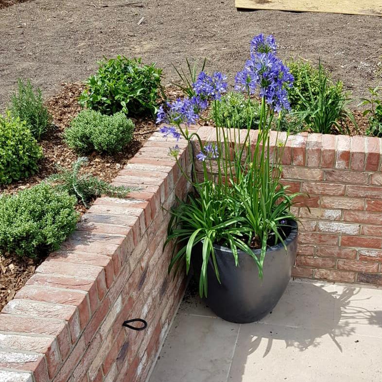 Agapanthus africanus Blue - Image 3