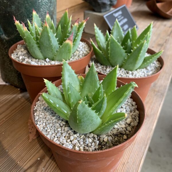 Short-leaved aloe