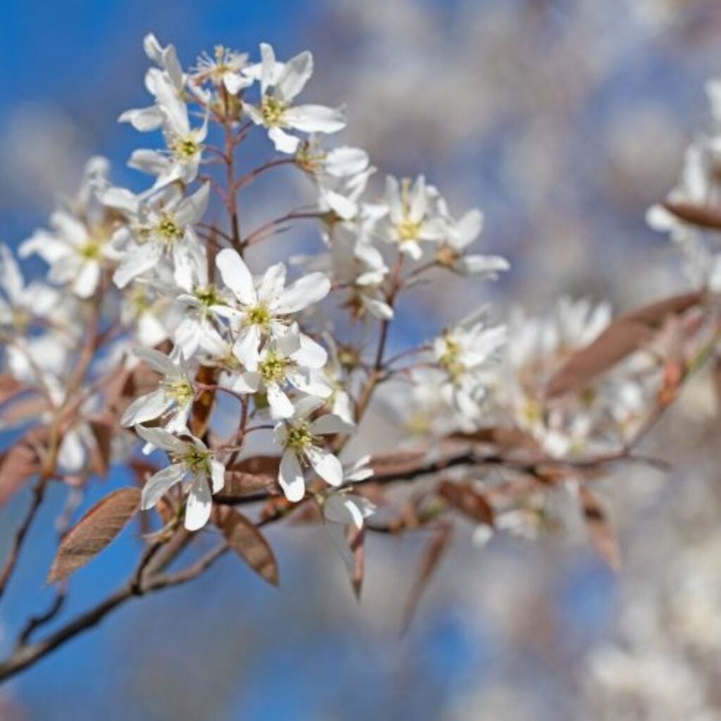 Amelanchier lamarckii - Pleached - Image 5