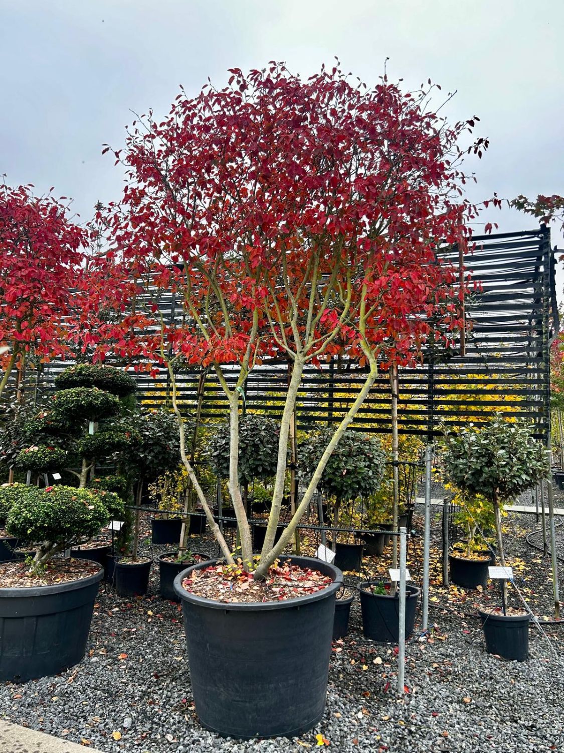 Amelanchier lamarckii - Pleached - Image 3