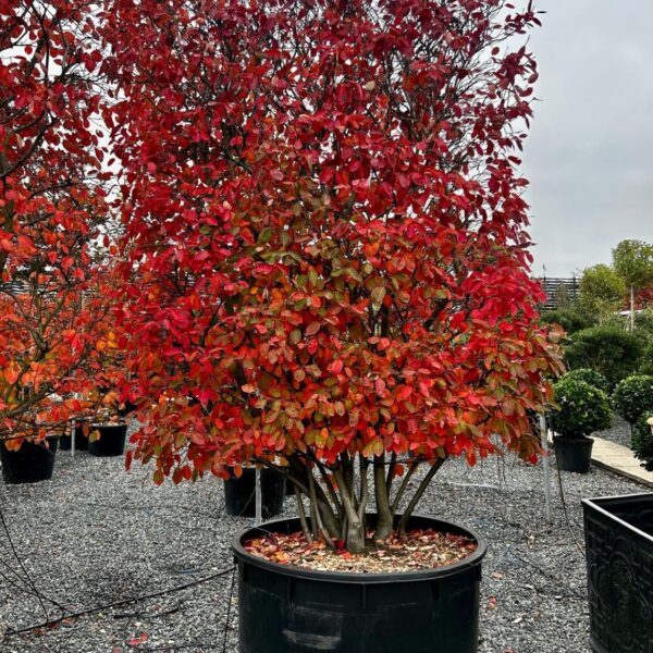 Amelanchier lamarckii - Pleached (J1, HG1, BR1)