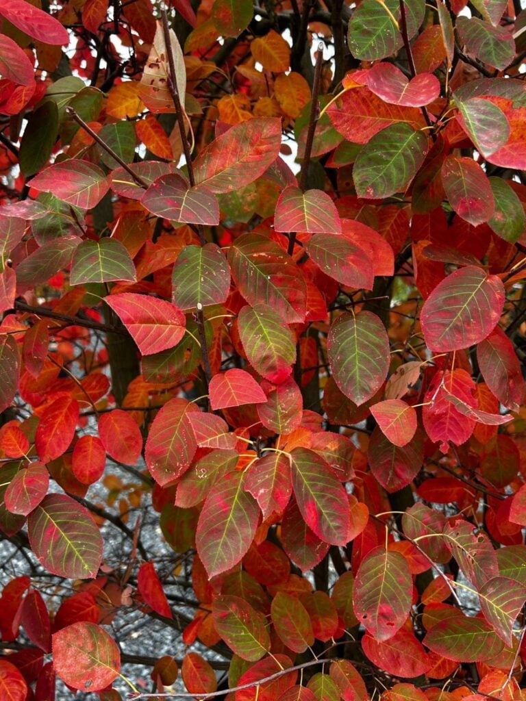 Amelanchier lamarckii - Pleached - Image 4