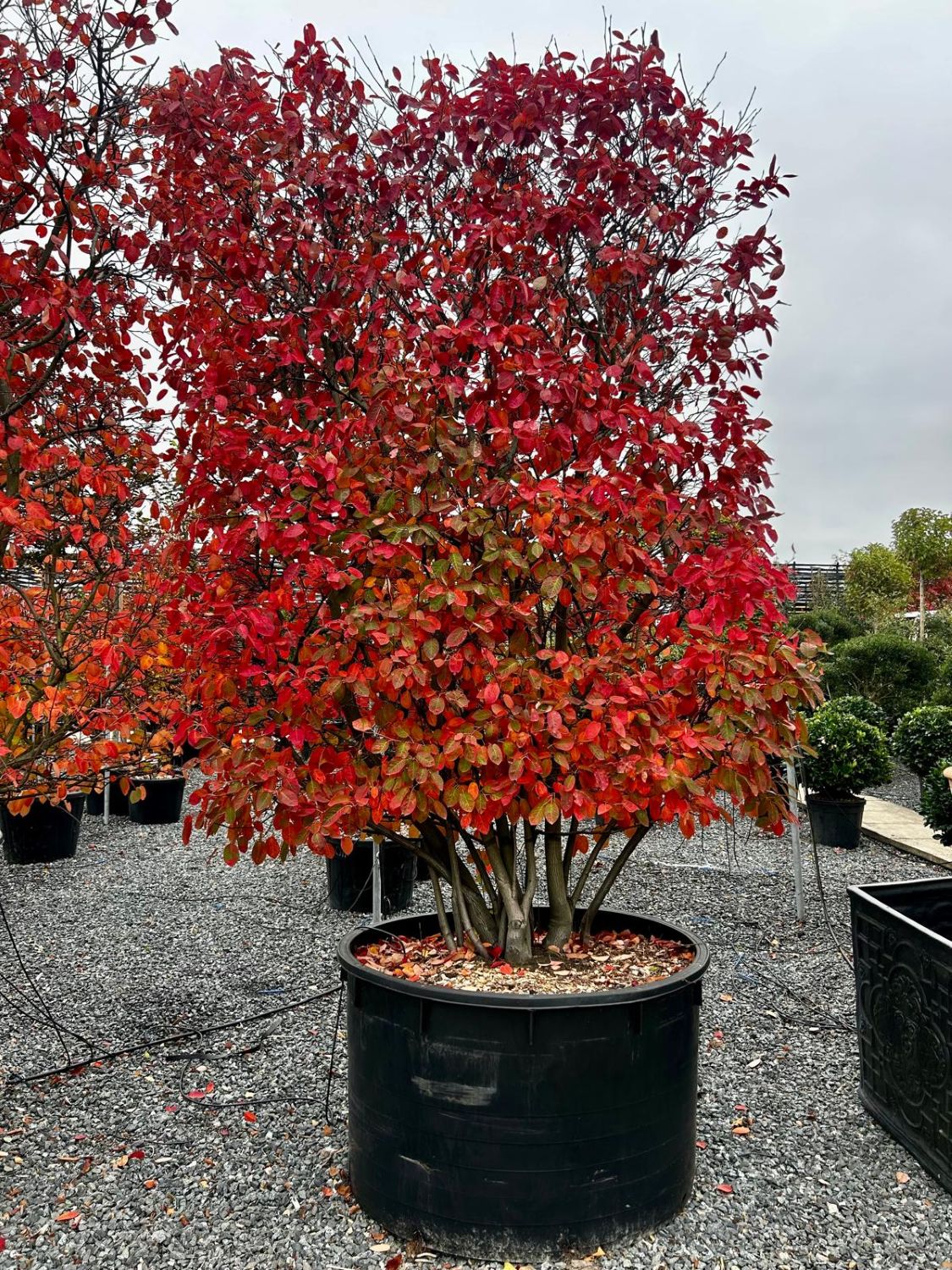 Amelanchier lamarckii - Pleached