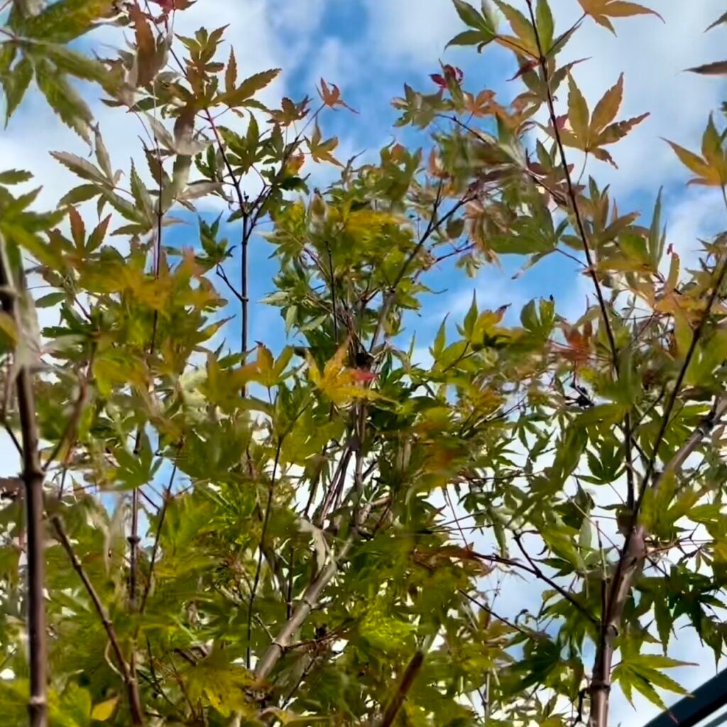 Acer palmatum 'Arakawa' - Image 4