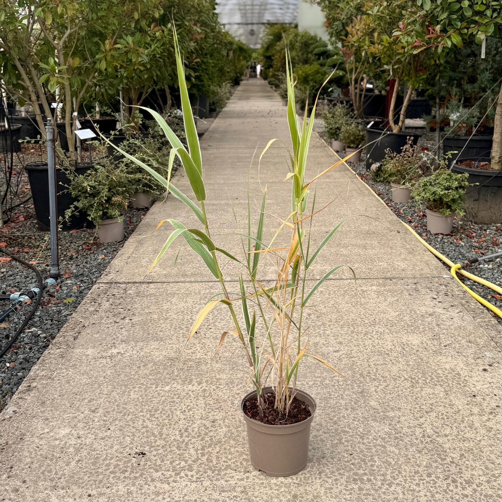 Arundo donax Variegata - Image 3