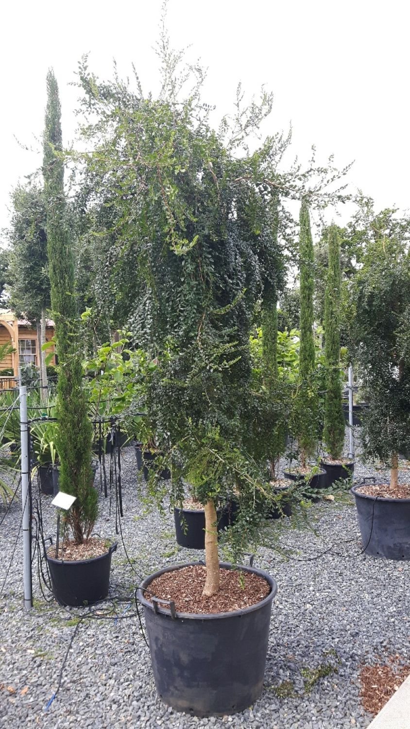 Azara microphylla - Image 3