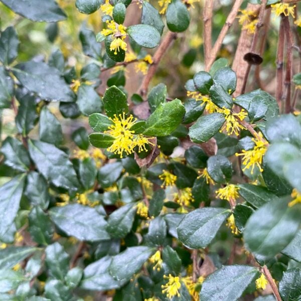 Azara microphylla (G1,HGUK)