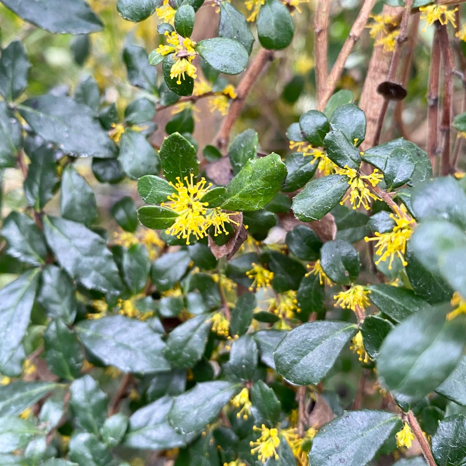 Azara microphylla