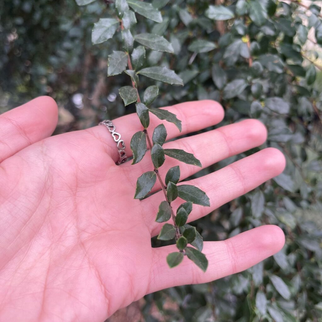 Azara microphylla - Image 2