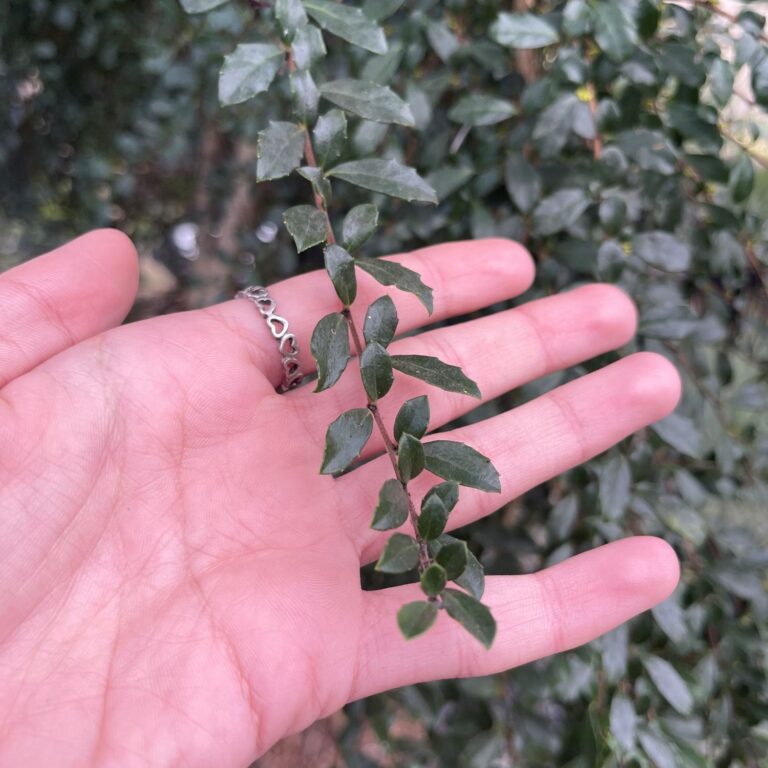 Buy Azara microphylla 'Boxleaf azara' - Architectural Plants