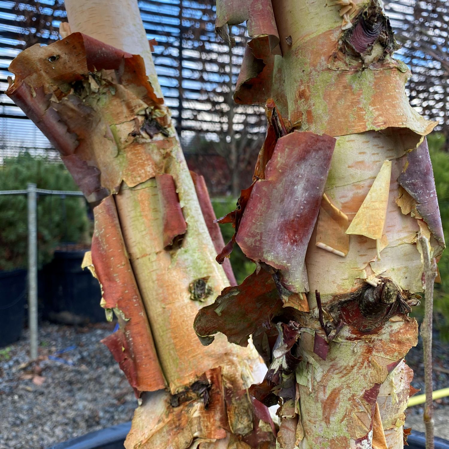 Betula nigra - Standards