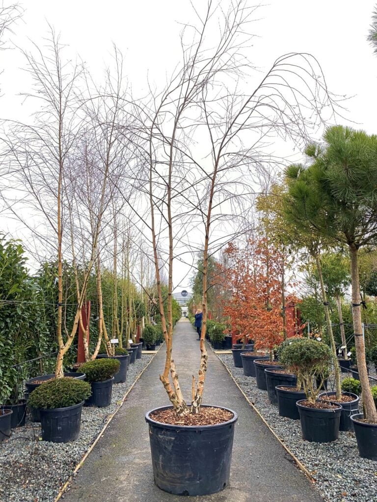 Betula pendula - Multi Stems - Image 3