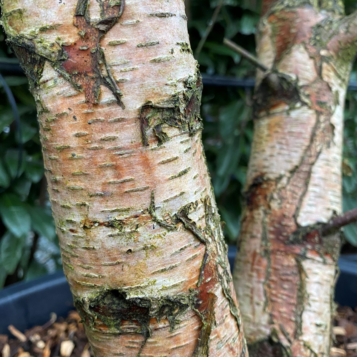 Betula pendula - Multi Stems - Image 2