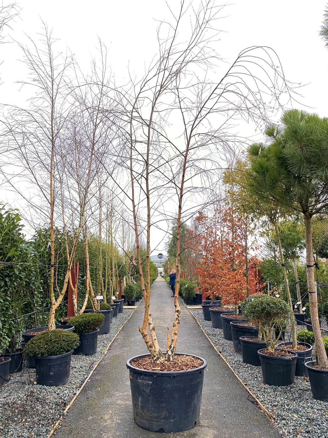 Betula pendula - Multi Stems - Image 3