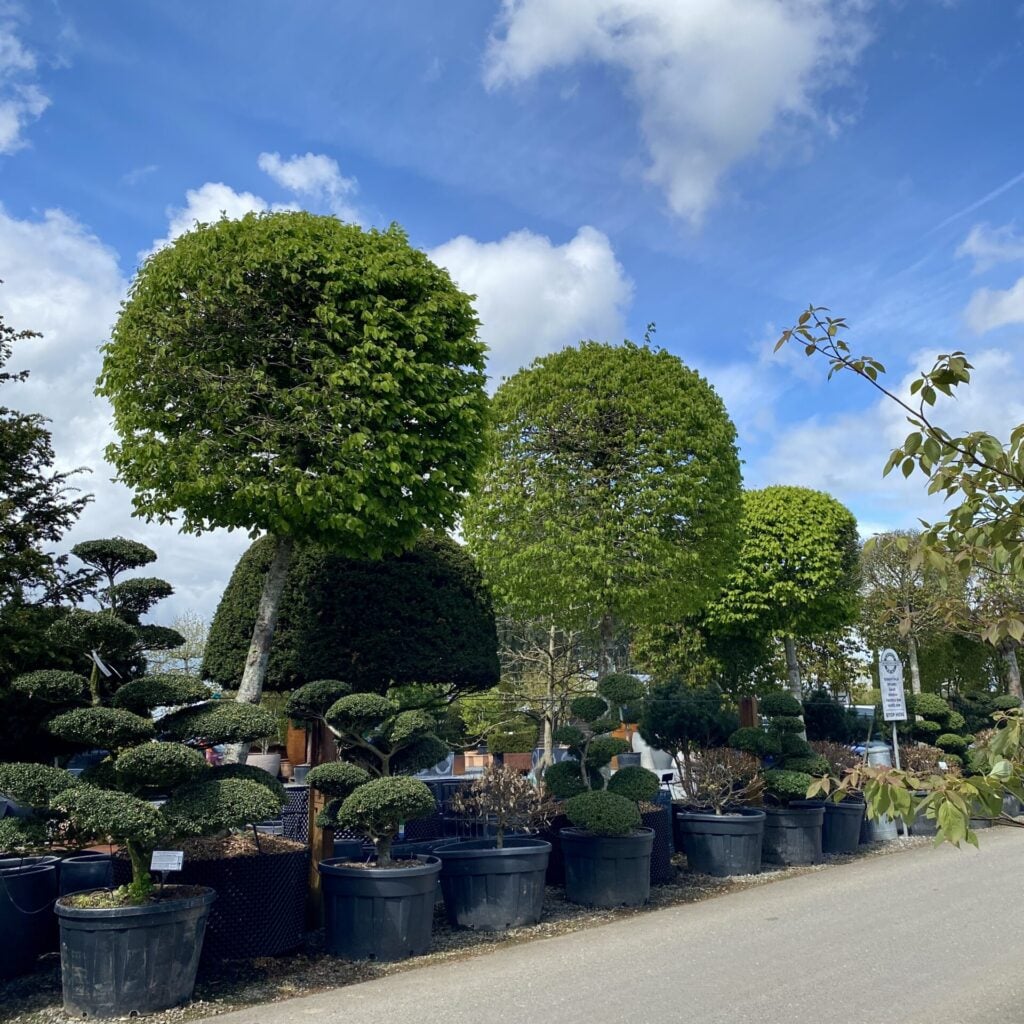 Topiary Inspiration Mood Board