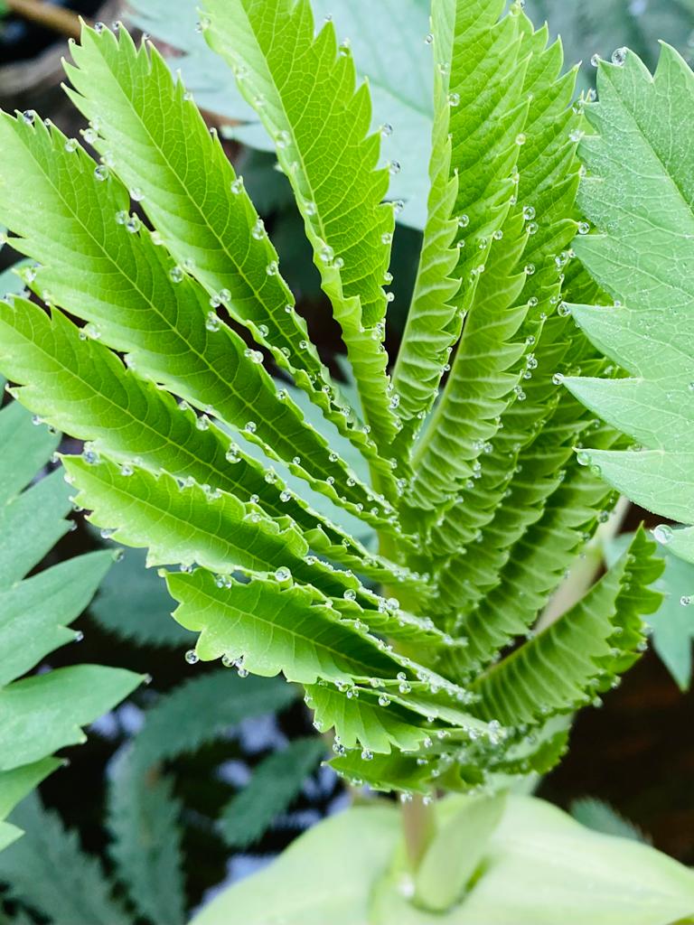 Melianthus major - Image 2