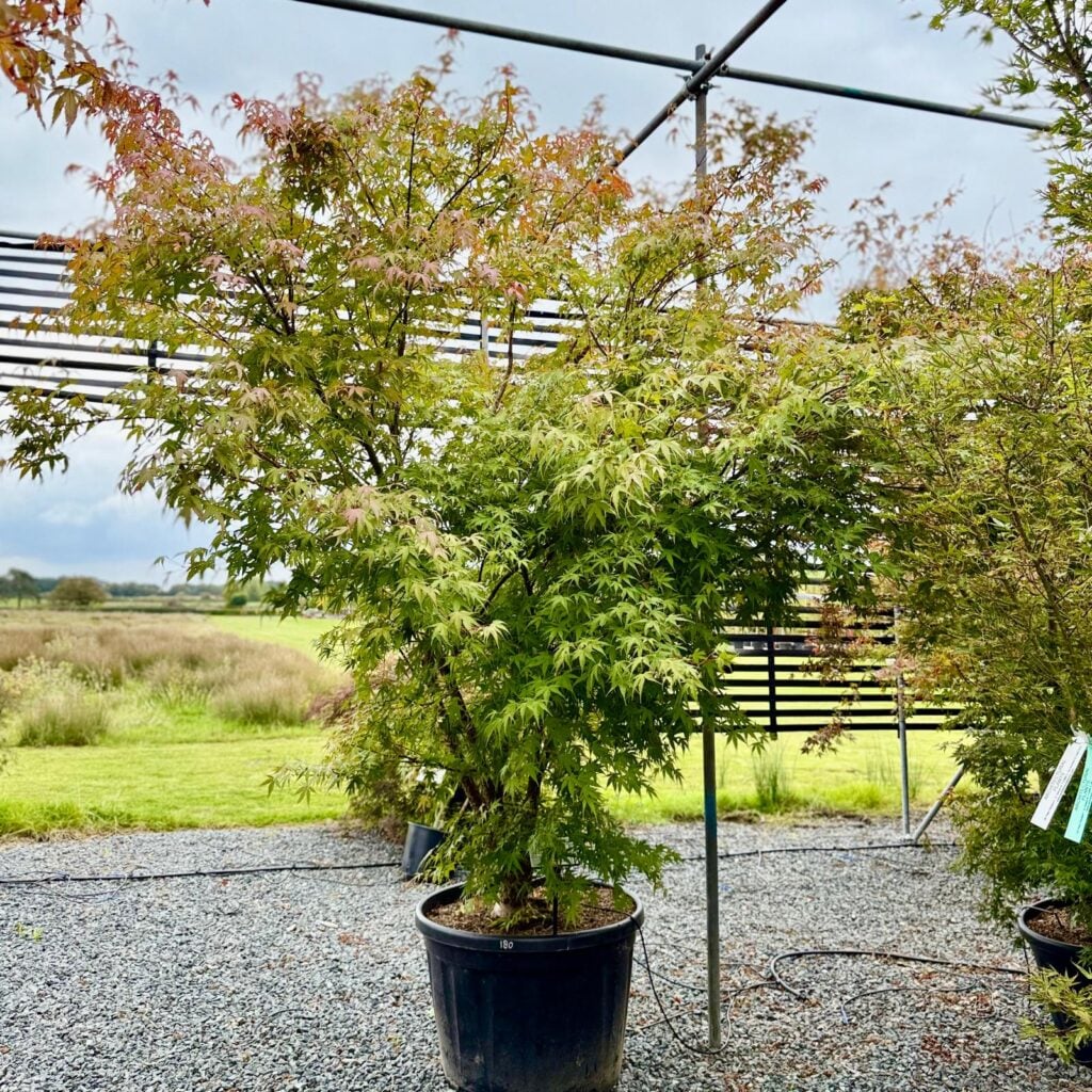 Acer palmatum 'Arakawa'