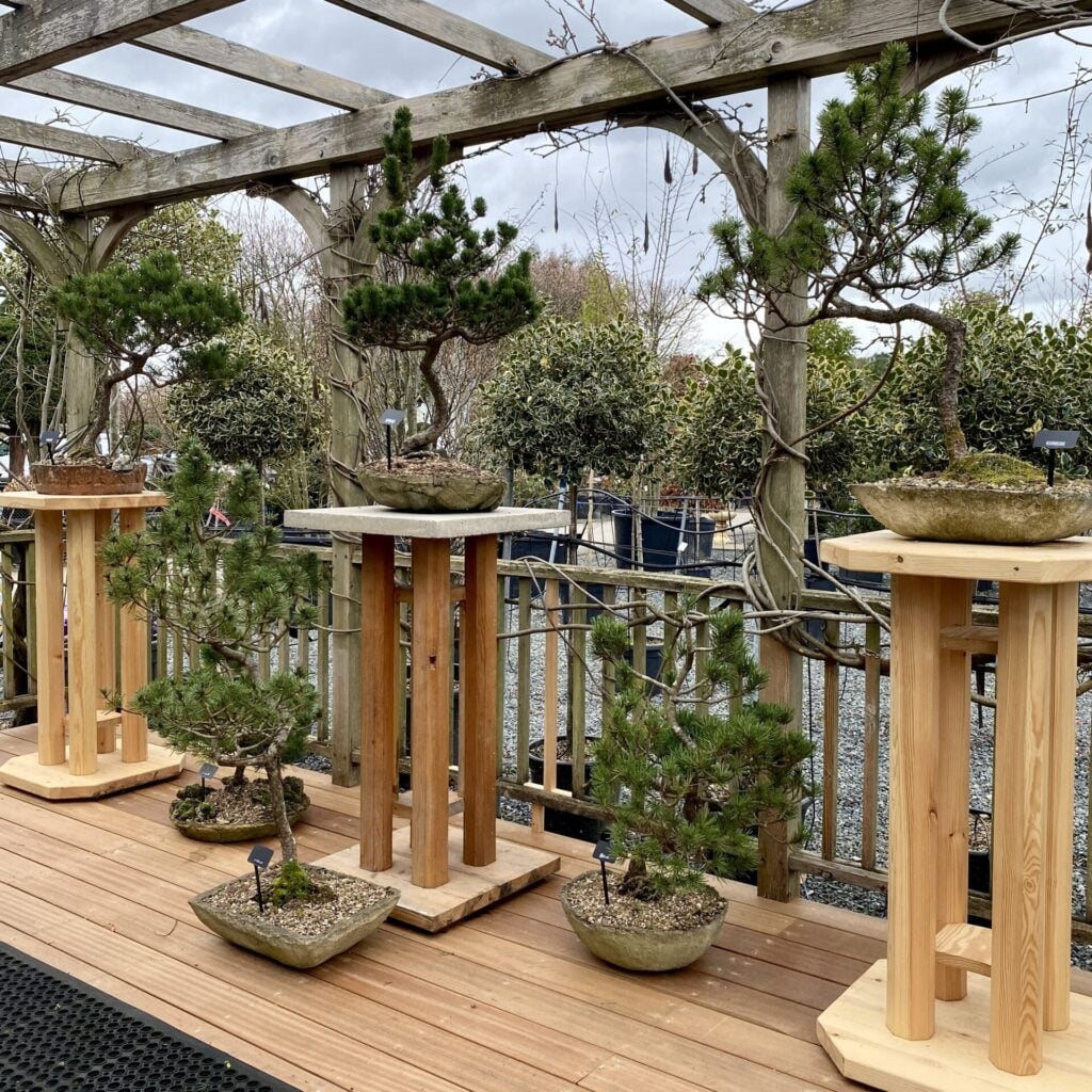 Niwaki and Bonsai Inspiration Mood Board
