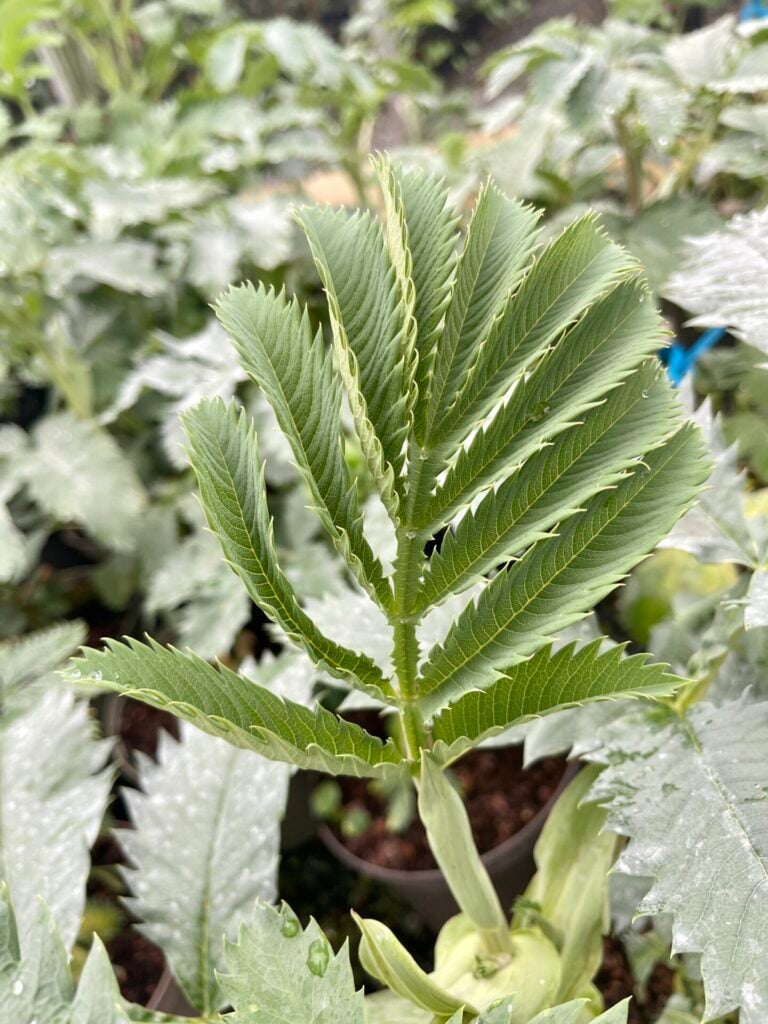 Melianthus major - Image 3