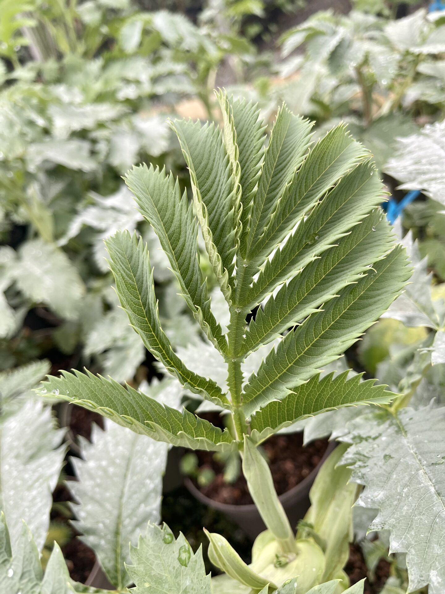 Melianthus major - Image 3