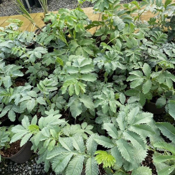 Melianthus major (HGUK)