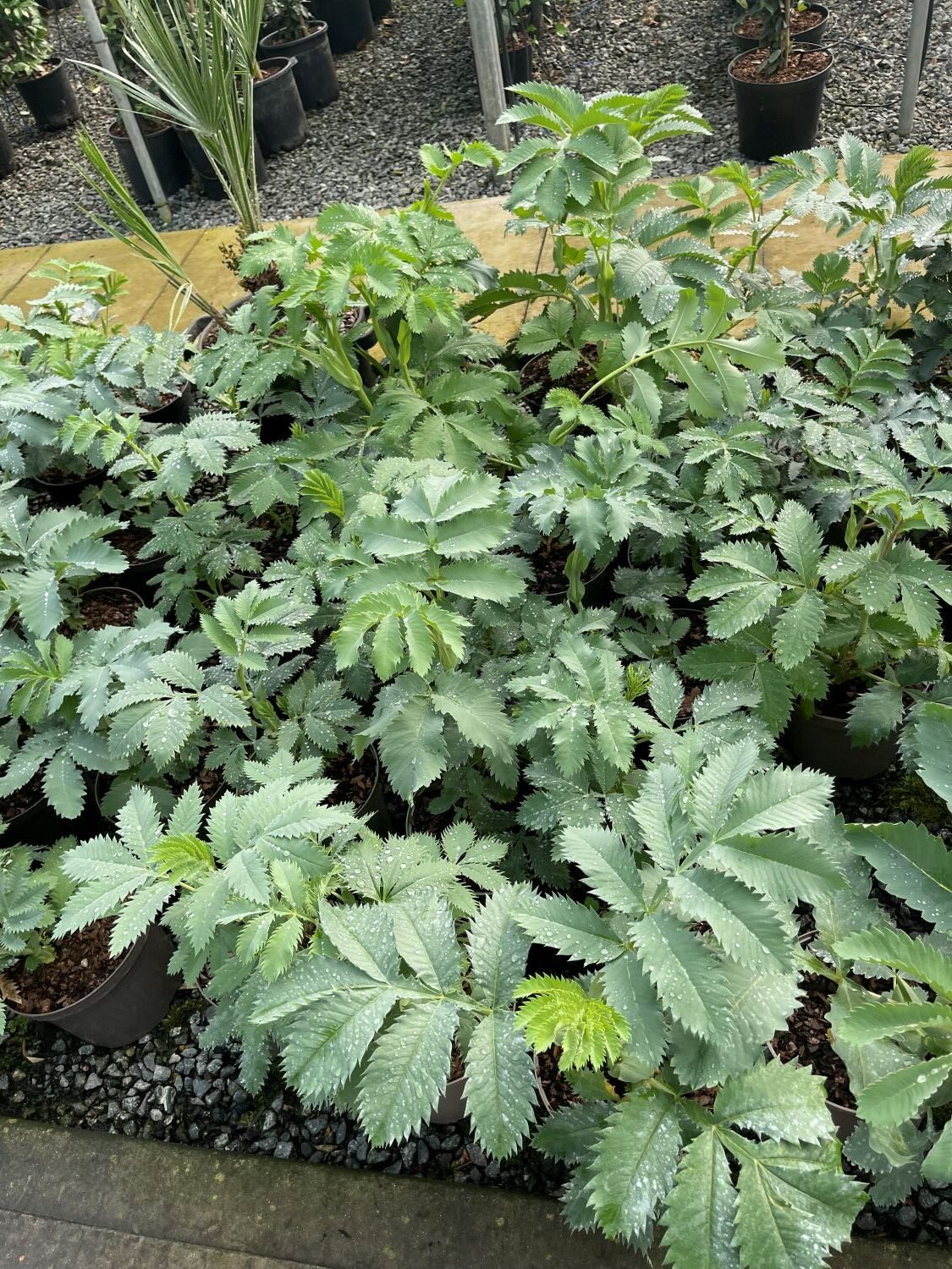 Melianthus major