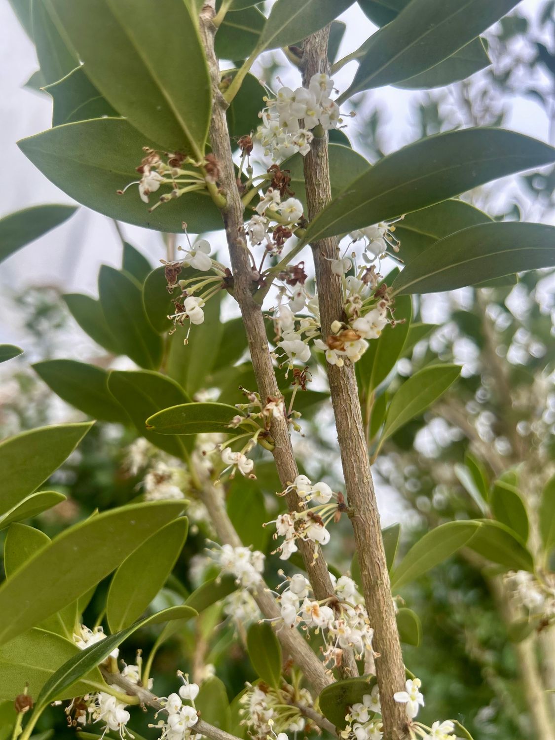 Osmanthus heterophyllus - Multi Stems - Image 3