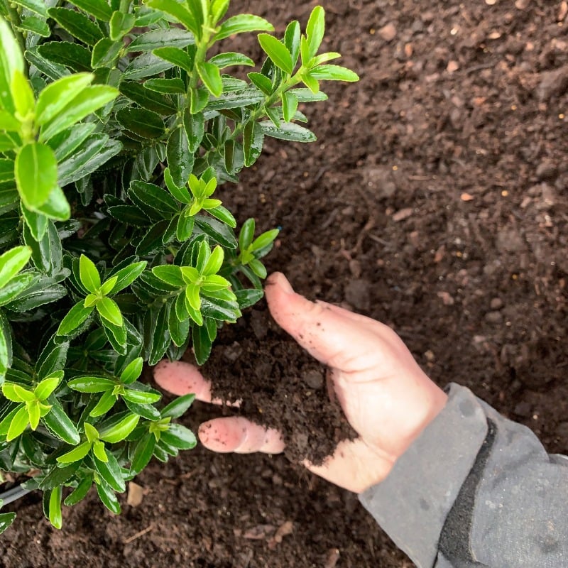 Foremost Professional Multipurpose Compost - Image 2