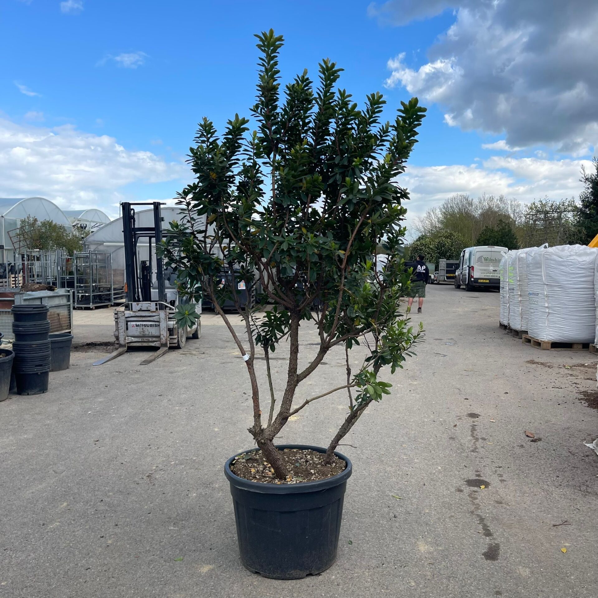 Arbutus unedo - Multi Stems - Image 4