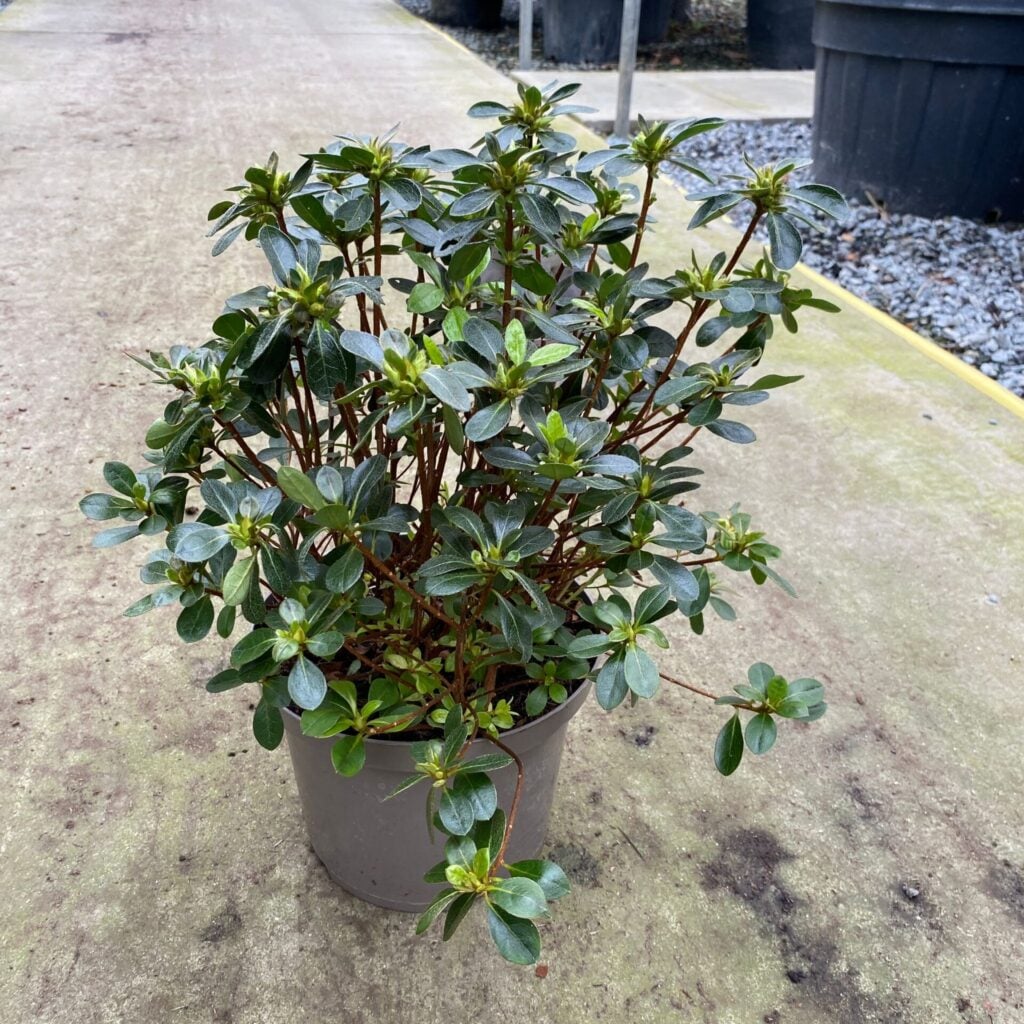 Azalea japonica 'Dorothy Haiden' White - Image 4