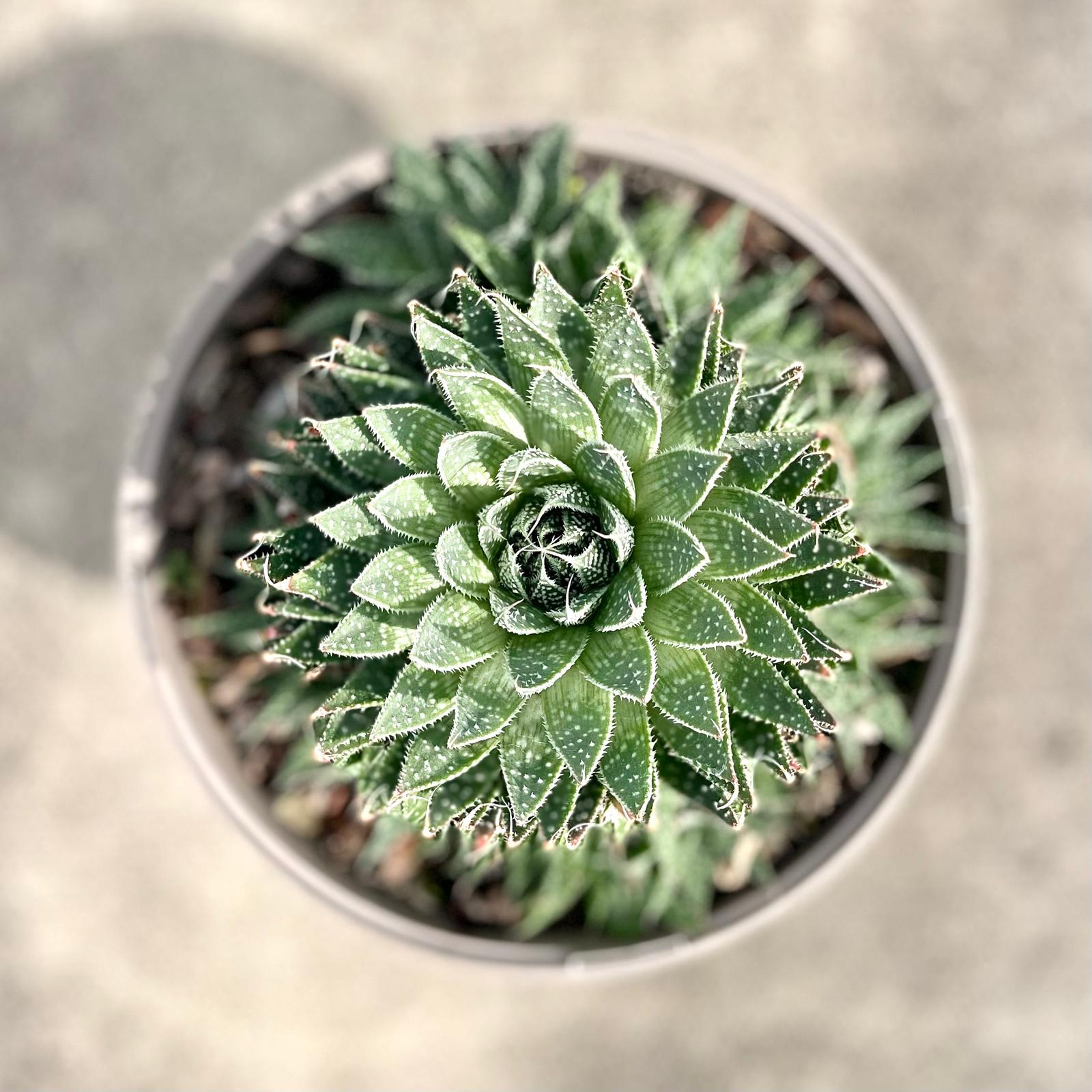 Aloe aristata - Image 2