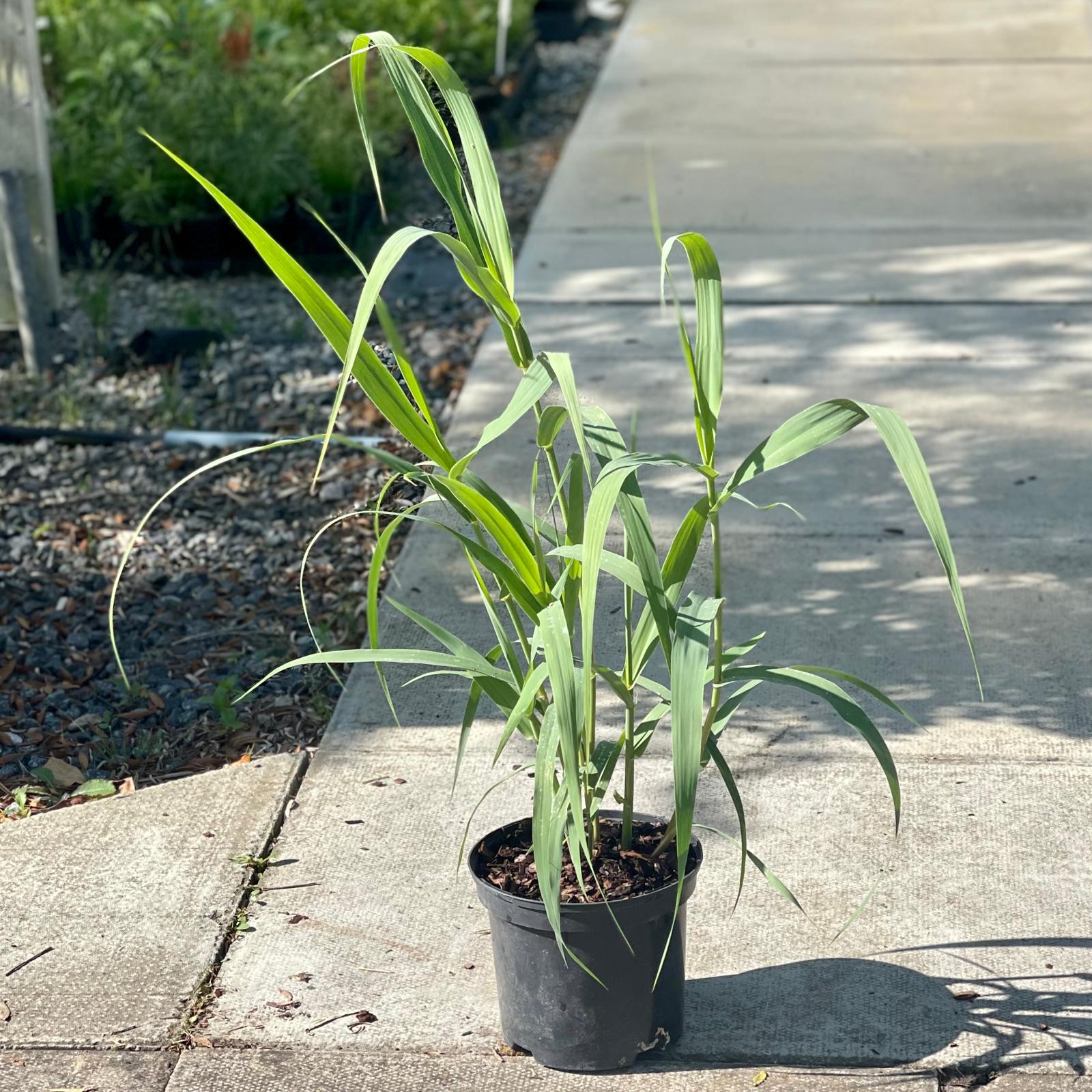 Arundo donax - Image 2