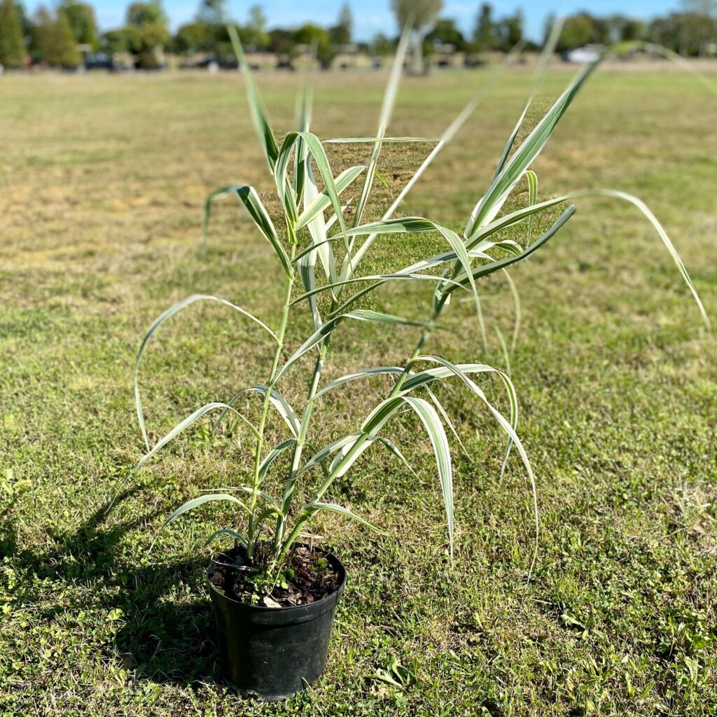 Arundo donax Variegata - Image 2