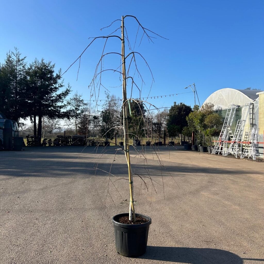 Betula utilis 'Long Trunk'