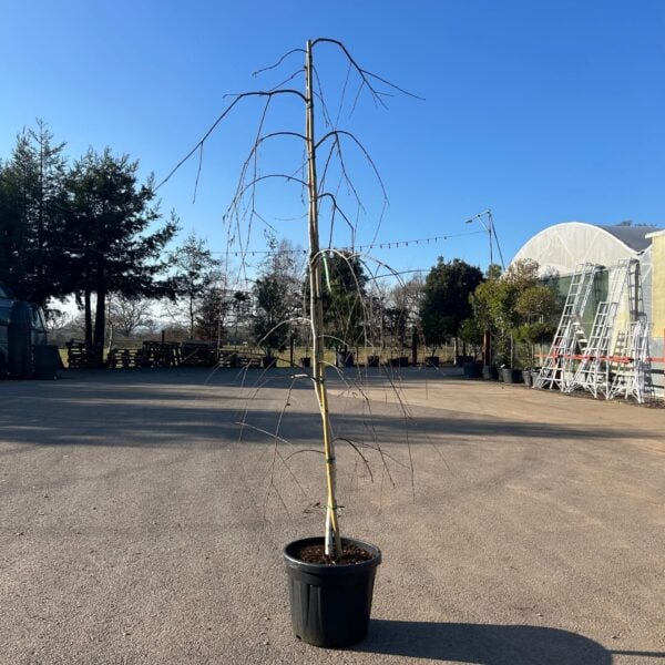 Betula utilis 'Long Trunk' (P1)