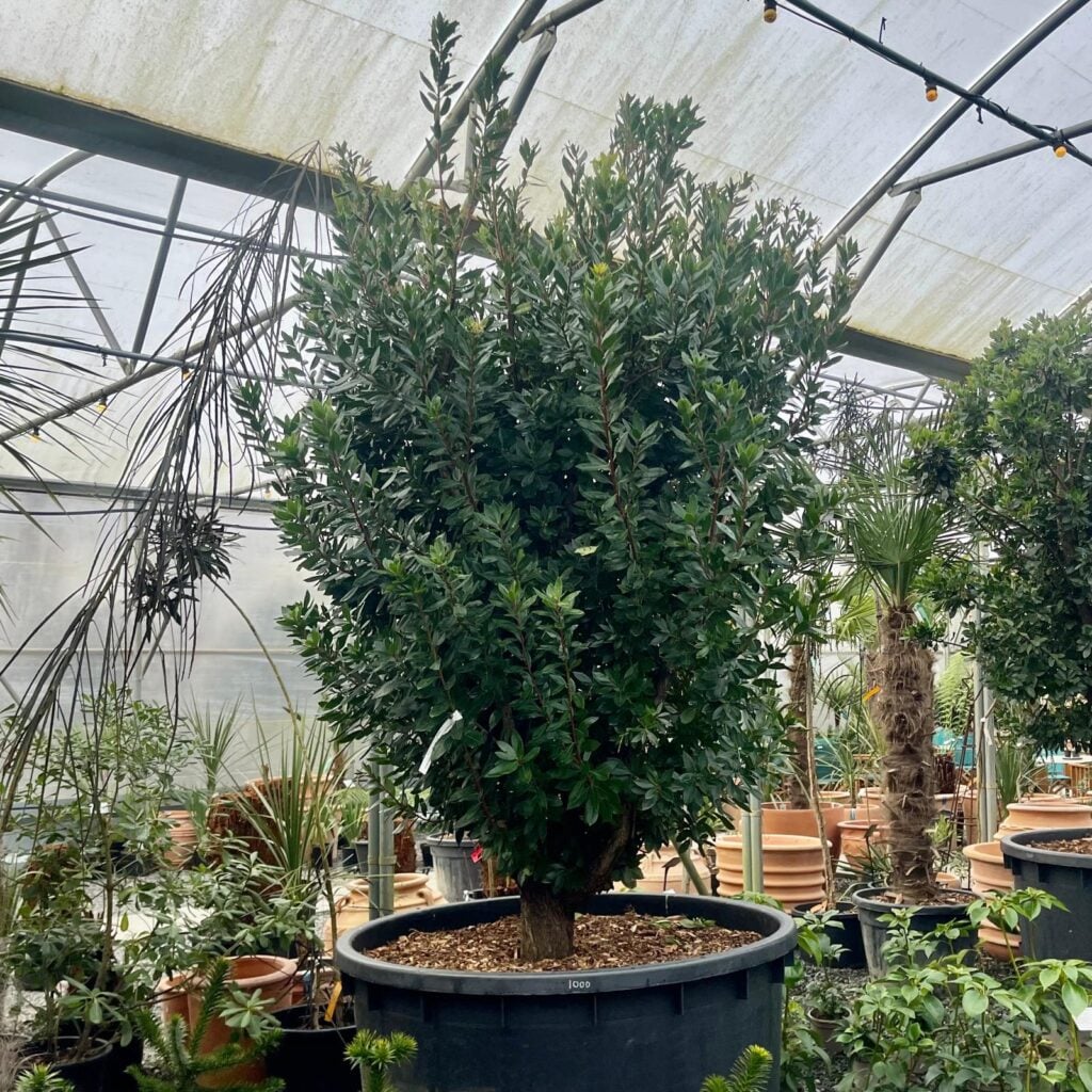 Arbutus unedo