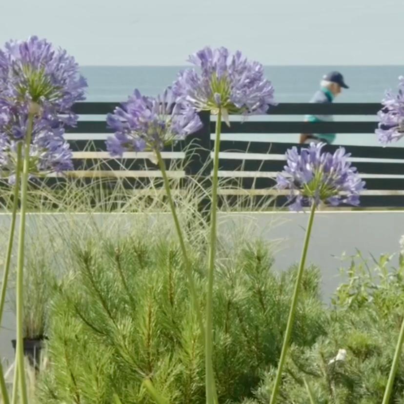Agapanthus africanus Blue - Image 2