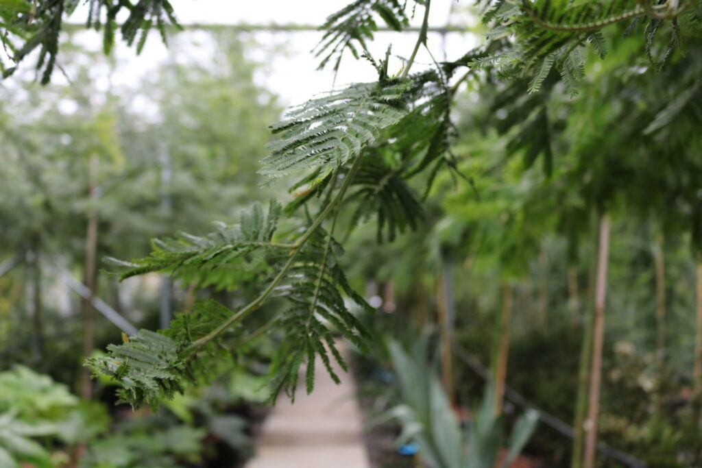 Acacia dealbata - Image 2
