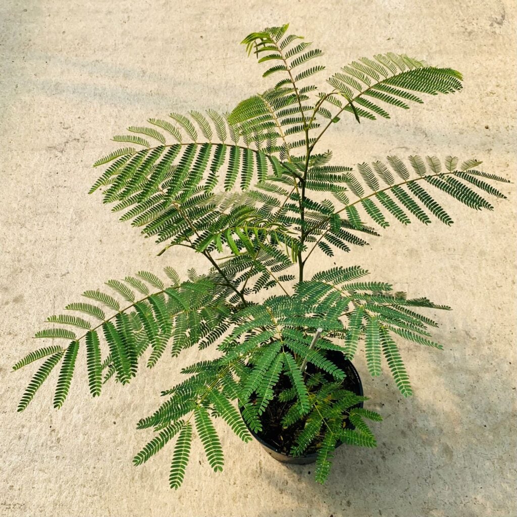Acacia dealbata