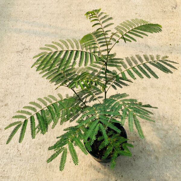 Acacia dealbata (HG)