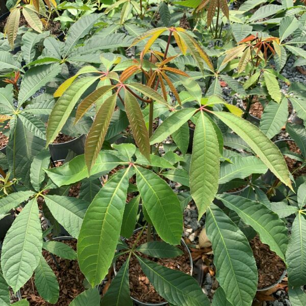 Aesculus chinensis (HG)