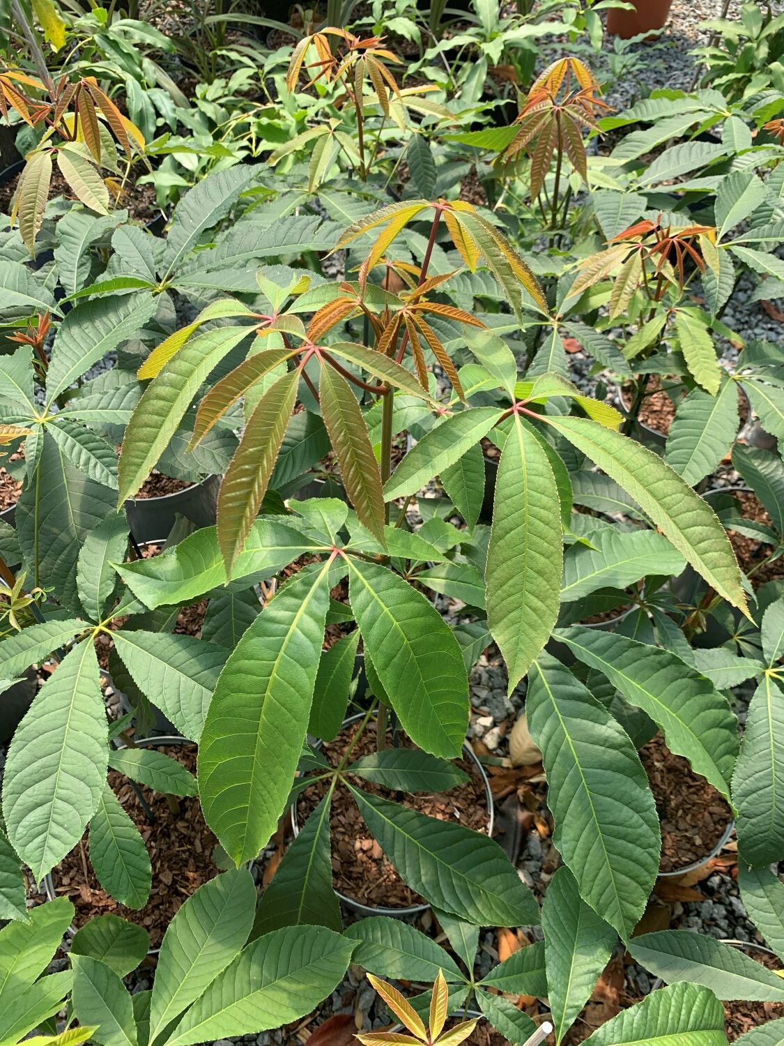 Aesculus chinensis