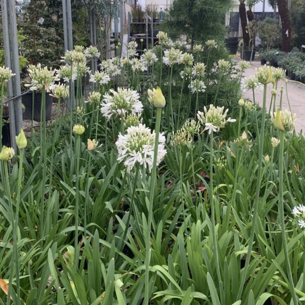 Agapanthus africanus white  (V1)