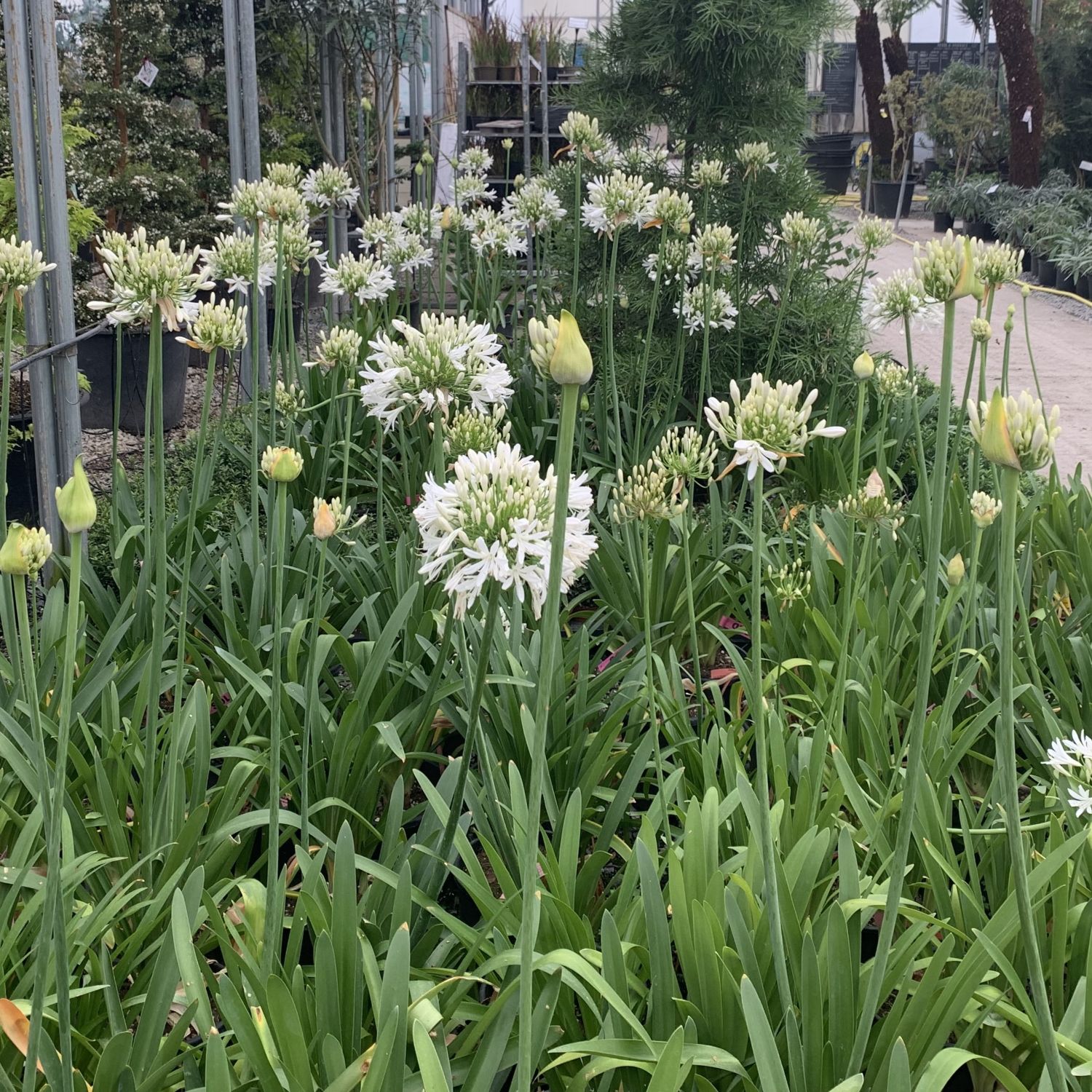 Agapanthus africanus white