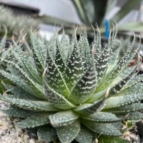 Aloe aristata 'Lace aloe'