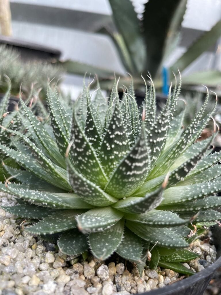 Aloe aristata 'Lace aloe'