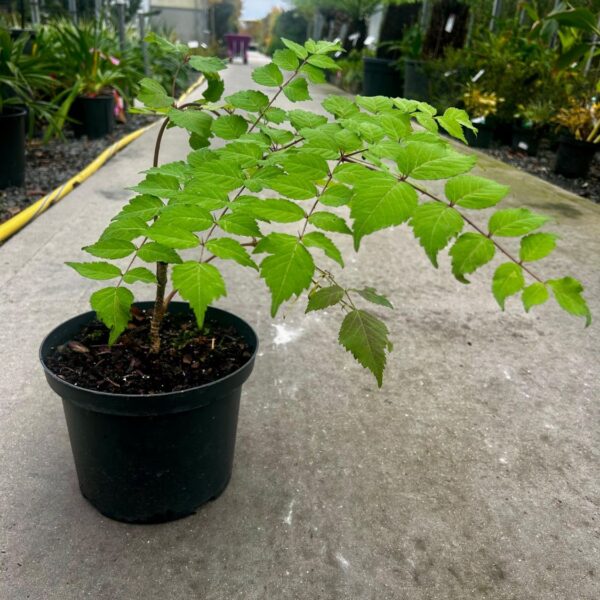 Aralia elata 'Japanese angelica tree'