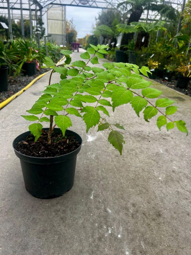 Aralia elata 'Japanese angelica tree'