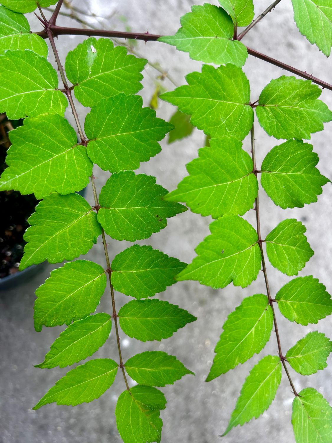 Aralia elata - Image 2