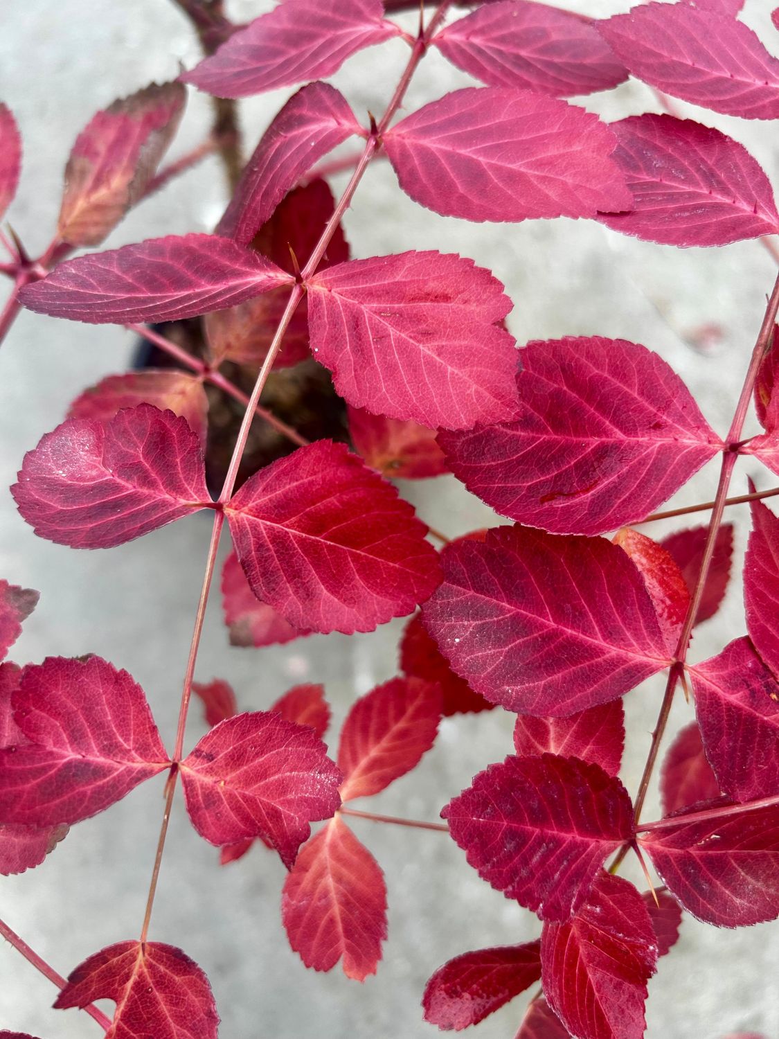 Aralia elata - Image 5